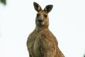 "If you're standing up, the kangaroo can kick you with its hind feet and that can pretty much rip you open," Ian Temby says.