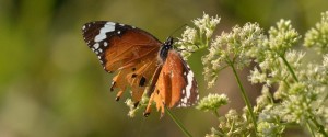 Monarch Butterfly