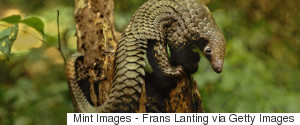 PANGOLIN