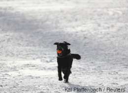 Als der Streudienst durch das Dorf fährt, drehen plötzlich alle Hunde durch