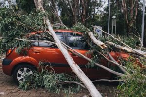 Trees down around Parliament House on Friday afternoon.