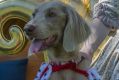 Marie Antoinette (aka Claire Mackey) and Stella dress up in preview for the NGA's Paws for Art event on Jan 21. 