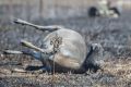 Livestock lost in the Tarago fires on a farm Hazeldell Road Mount Fairy.