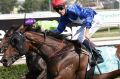 Bolter: Tye Angland rides Flying Jess to victory in the Magic Millions Guineas on Saturday. 