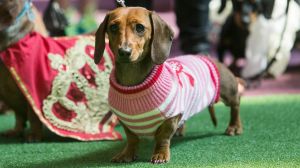 Princess Frankie Chanel, front, will be in the NGV's Australia Day Dachshund parade.