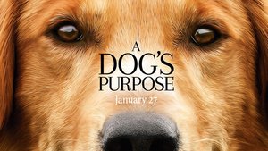 Report: 'A Dog's Purpose' movie under investigation for animal abuse