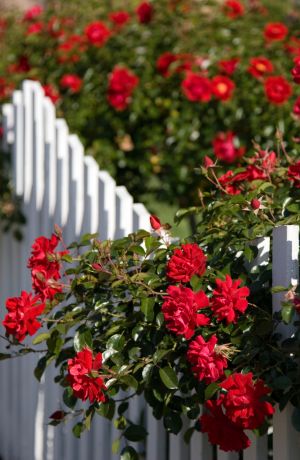 Flower gardens in bloom can increase property values.