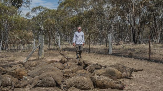 Fred Kuhn on his Mount Fairy property with some of the sheep that perished in the recent fires.