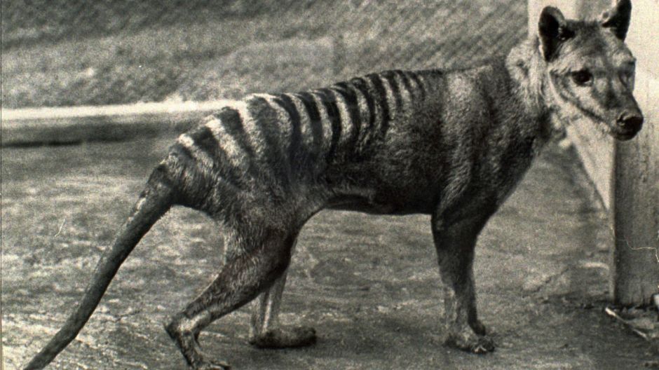 The last known Tasmanian tiger, seen in 1936, the year it died in a Hobart zoo. 