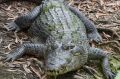 Generic Salt water crocodile in Queensland Australia near Cairns SatJan14Cairns-tours tra14-cairns-tours Credit: iStock