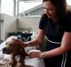 Premier Annastacia Palaszczuk helps bath a dogue de bordeaux puppy during a visit to the RSPCA following an alleged ...