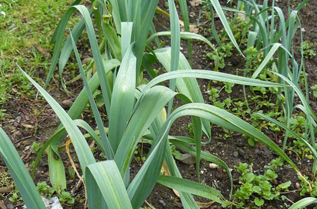 Mum's leeks