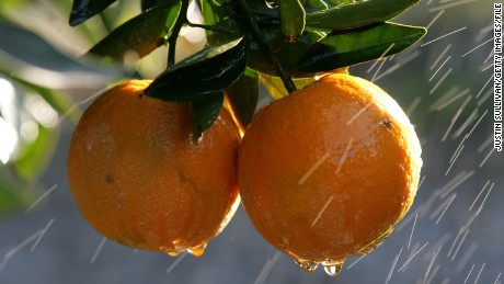 FRESNO, CA - JANUARY 16:  Oranges are sprayed with water to melt the ice frozen over them at the Keith A. Nilmeier Farms January 16, 2007 in Fresno, California. An estimated 70% of California&#39;s citrus crops have been damaged by a severe cold snap that is bringing below freezing temperatures to California&#39;s central valley and is expected to continue through Sunday.  (Photo by Justin Sullivan/Getty Images)