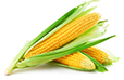 Corn statistics