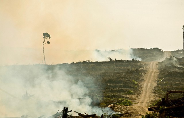 Forest burning for palm oil