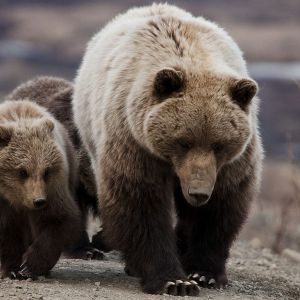 Betsy DeVos Is OK With Guns In Schools To Protect From Potential Grizzlies