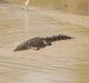 Cahills Crossing, on the East Alligator River, is infested with crocodiles.