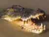 Man killed by crocodile in shock attack