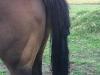 Horse’s tail hair cut in odd attack