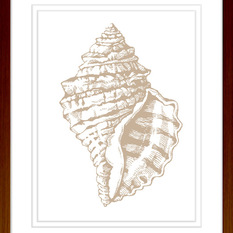 Taupe Conch Shell - Artwork