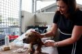 Premier Annastacia Palaszczuk helps bath a dogue de bordeaux puppy during a visit to the RSPCA following an alleged ...