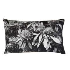 Rhododendron Black Cushion