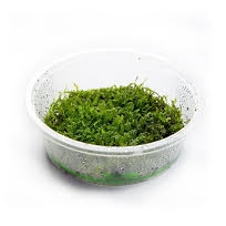 Moss - Small