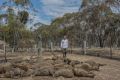 Fred Kuhn on his Mount Fairy property with some of the sheep that perished in the recent fires.