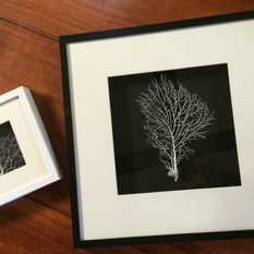 3D box sea fan frames - Picture Frames