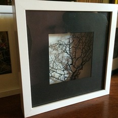 3D box sea fan frames - Picture Frames