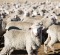 A flock of sheep at Achill, an Australian farm renowned for its superfine merino wool.