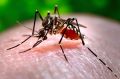 The Aedes aegypti mosquito, which spreads dengue fever.