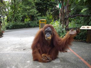 Ah-Meng the female Sumatran Orangutan, Singapore Zoo's most famous animal celibrity photographed on her regular morning walks in the zoo.Sadly she expired a few months later on 8-2-2008 living to the ripe old age of 48