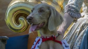 Marie Antoinette (aka Claire Mackey) and Stella dress up in preview for the NGA's Paws for Art event on Jan 21. 