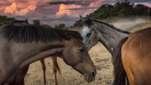 Horses with pink sunset behind