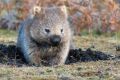 A wombat chewing grass at dusk: One of the essential sounds of the Australian bush.