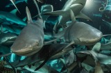 An expedition funded by watch company Blancpain led to a stunning discovery about grey reef sharks.