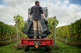 The Cottonworth vineyard at Hattingley Valley winery.