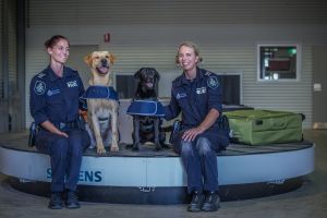 AFP Demonstration of detection dogs. Hannah Philliop and Ishta (black dog) and Remi Francis with Alpha (white dog) .