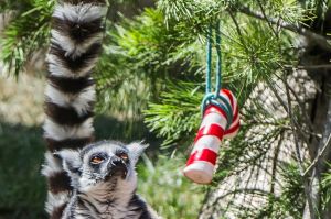 The animals of the National zoo and aquarium get their christmas presents early. Pictured sunbears, lima and meercats. 
