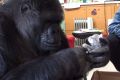 Koko the gorilla holds a kitten.