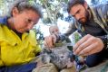 Deakin University researchers Desley Whisson (left), Kita Ashman (centre) and Darcy Watchorn measure a young male ...