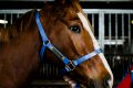 Star mare Single Gaze's trainer Nick Olive confirmed the four-year-old is set for a triumph return to the track with a ...