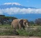 A large female elephant feeds on the savannah with Mount Kilimanjaro in the background. 