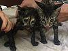 Abandoned ‘distressed’ kittens saved