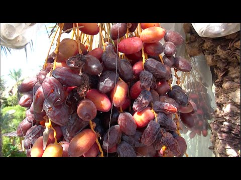 DATES - Growing & Eating Organic Locally Grown Dates in Phoenix, Arizona