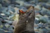 The roar of a fur seal on the pebbly shores of a South Georgia Beach. This photo was taken during a summer expedition to ...