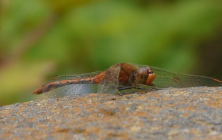 Male Red Percher Dragonfly