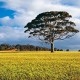 A single gum tree stands in a wheat field, WA