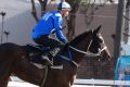 Looking good: Champion racehorse Winx.